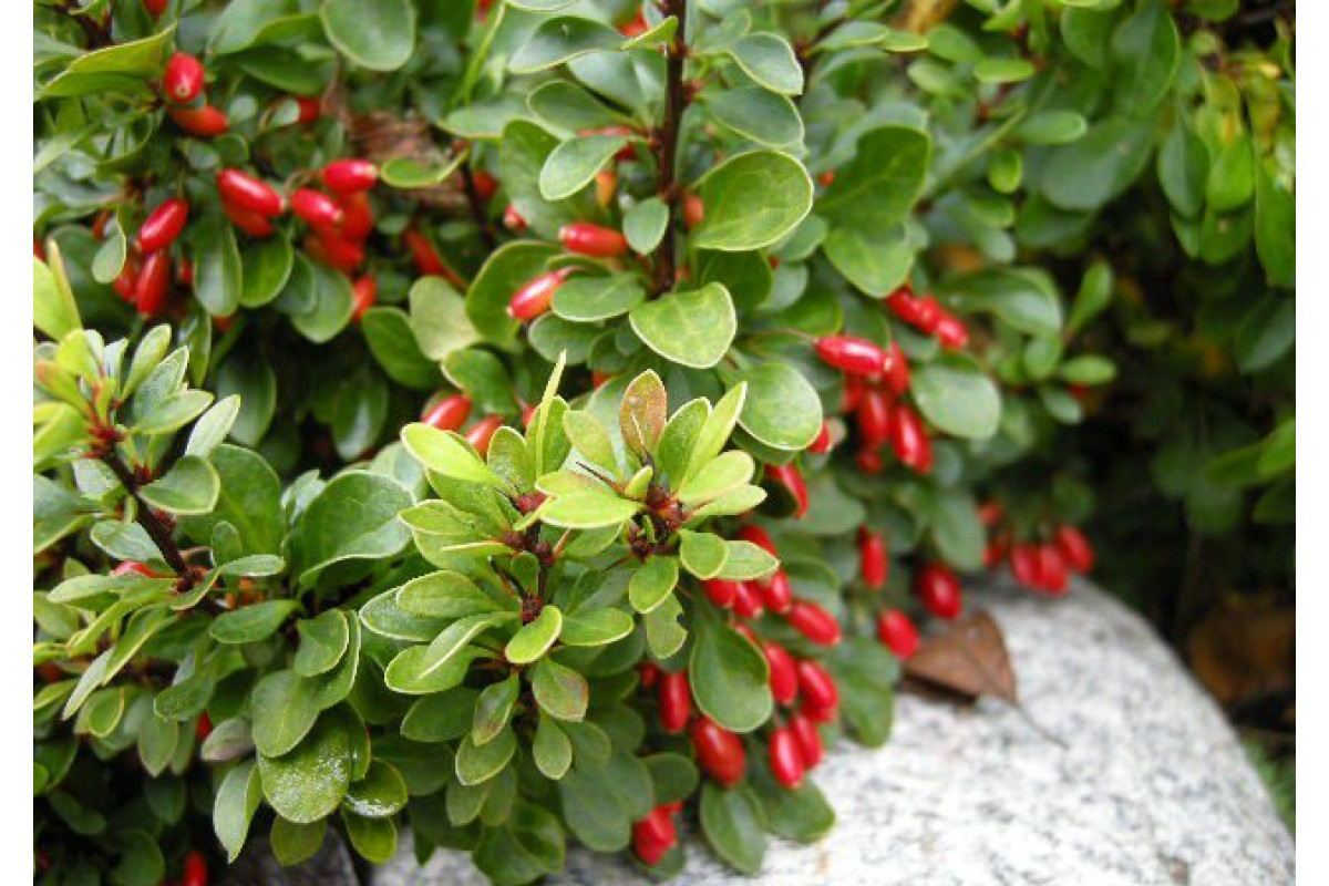 Berberis vulgaris. Барбарис Тунберга обыкновенный. Барбарис обыкновенный куст. Барбарис полувечнозеленый. Барбарис обыкновенный декоративные кустарники.