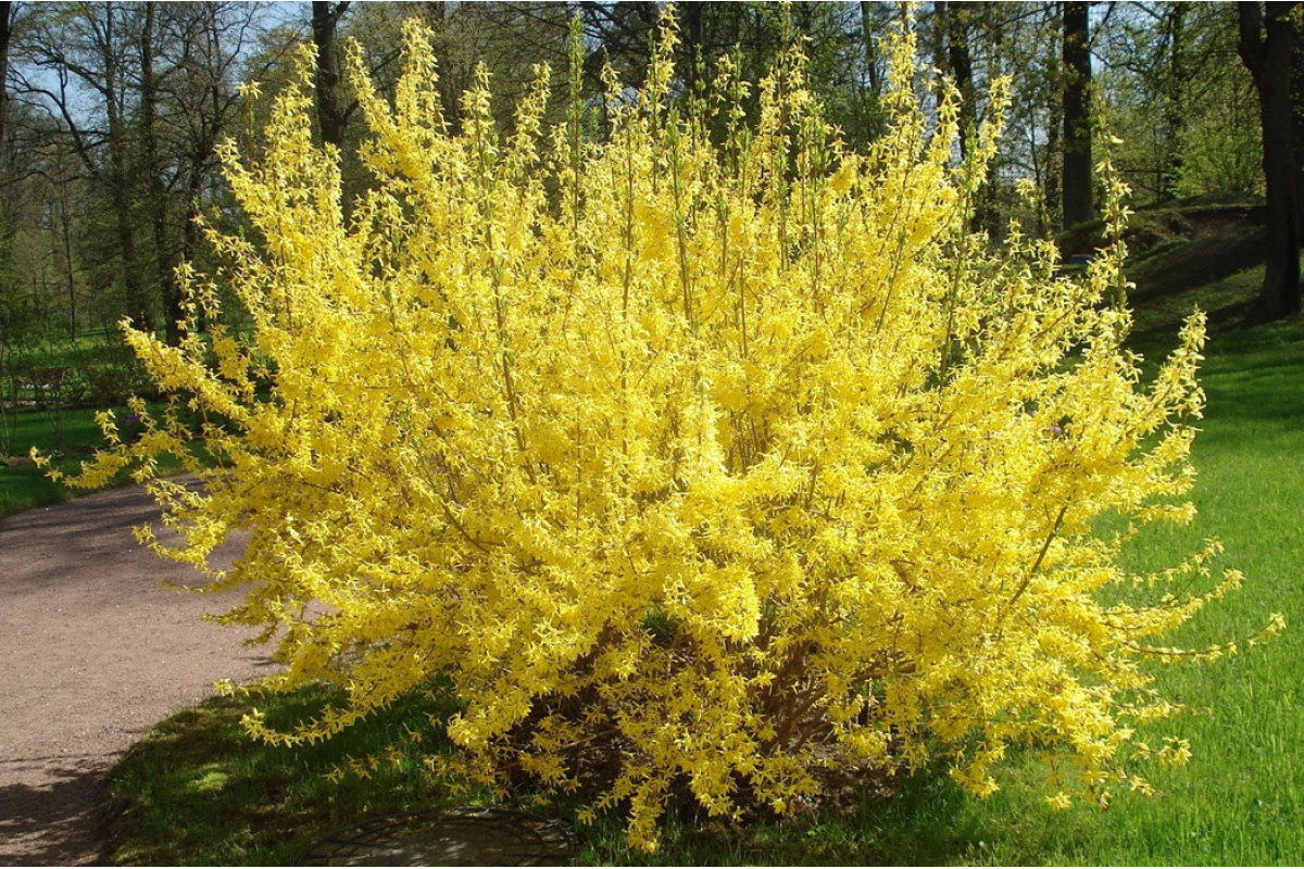 Желтые кусты весной как называются. Форзиция. Форзиция Линвуд Голд. Форзиция корейская Кумсон. Форзиция промежуточная Линвуд Голд (цветки ярко-желтые, крупные).