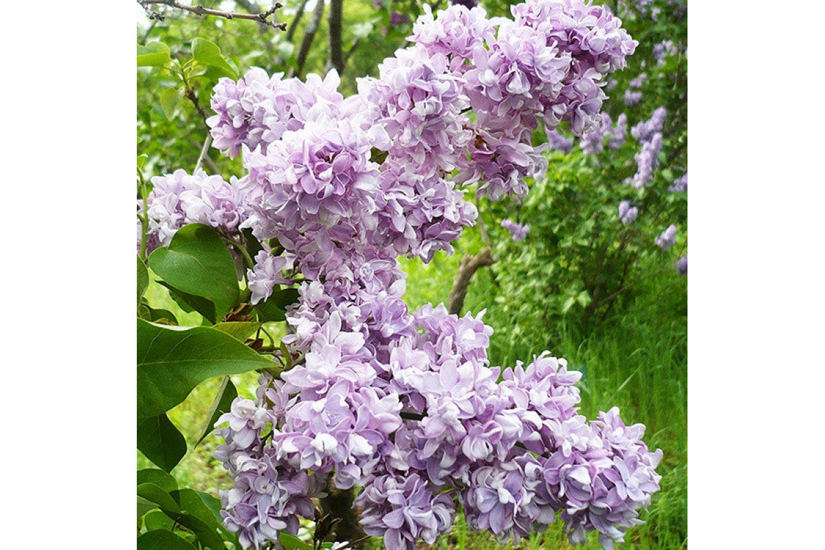 Сирень сорта фото. Сирень Syringa vulgaris. Сирень обыкновенная лунный свет.