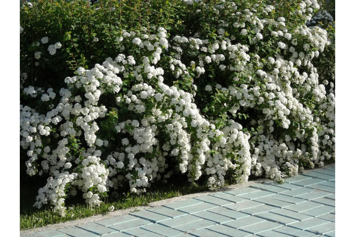 Вангутта. Спирея Вангутта. Спирея Вангутта (Spiraea vanhouttei). Спирея японская Вангутта. Спирея Вангутта изгородь.