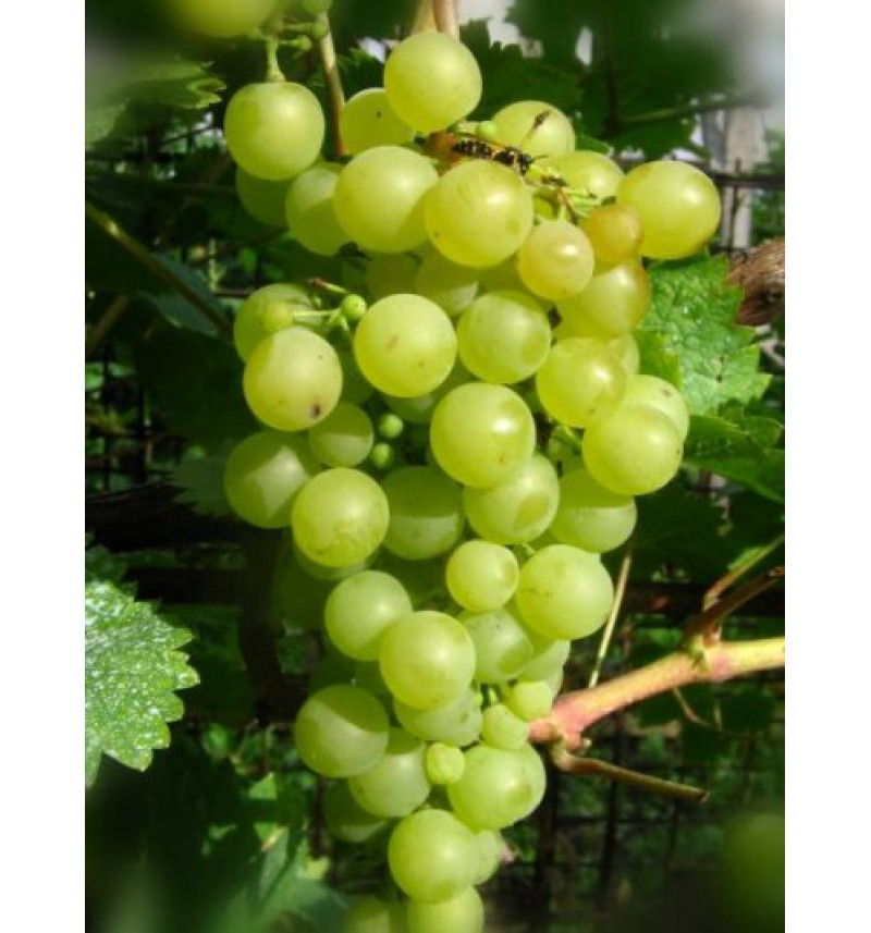 Виноград жемчуг белый описание сорта фото