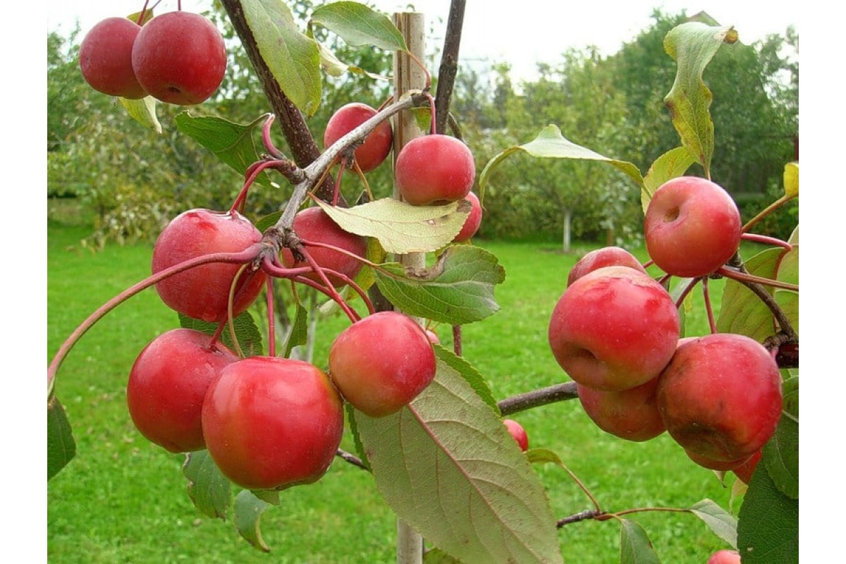 Райские яблочки Ранетки
