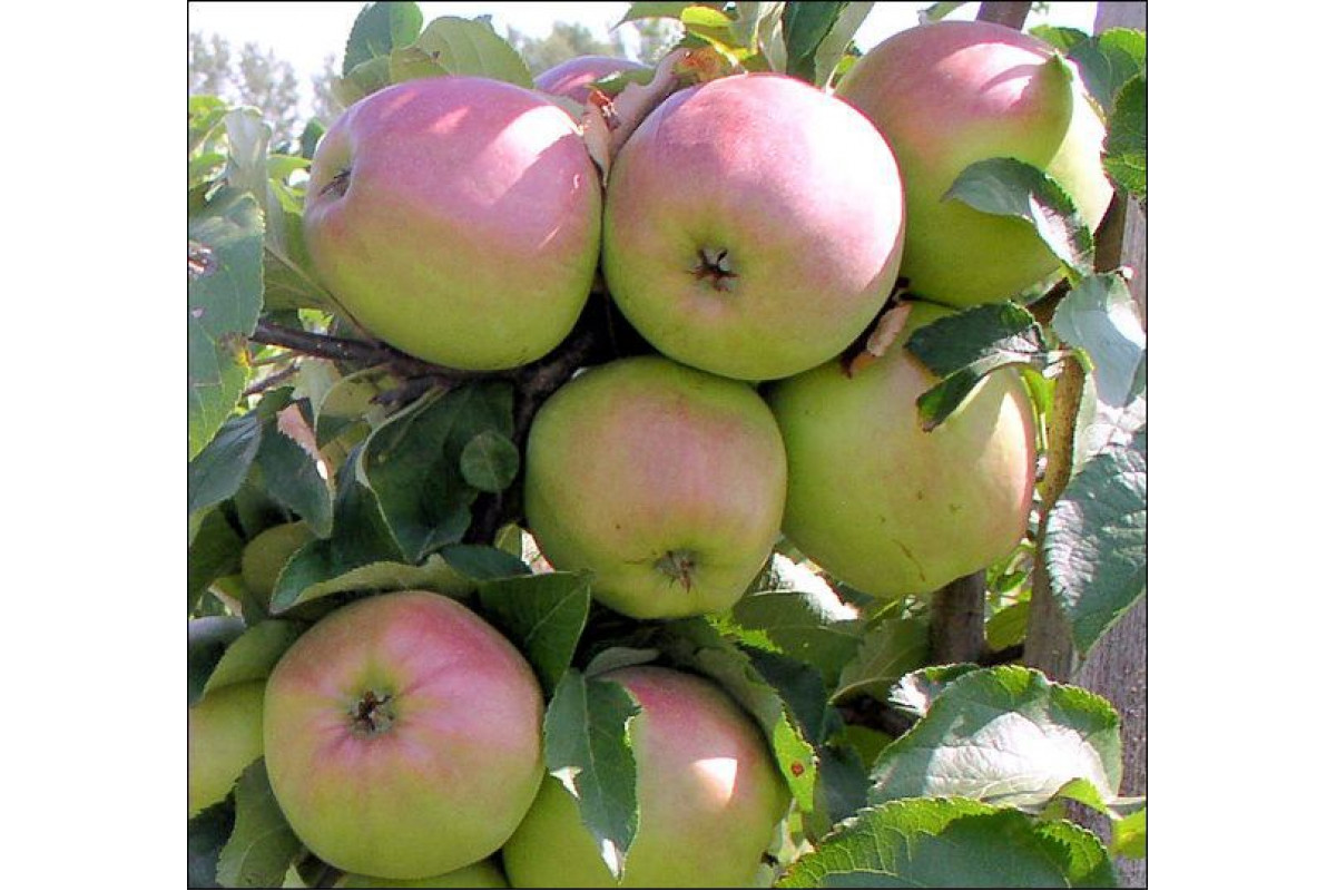 Яблоки орловский синап фото и описание сорта