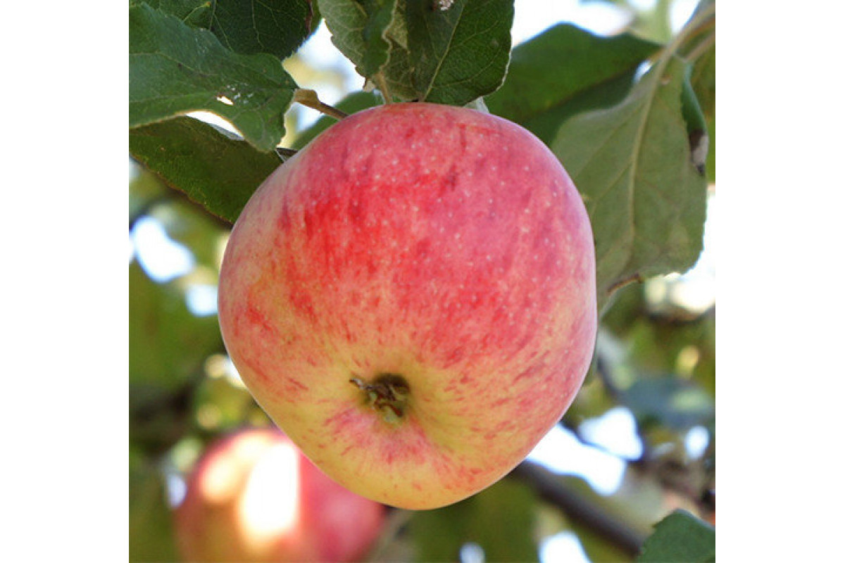 Сорт яблони орловское полосатое фото и описание сорта фото